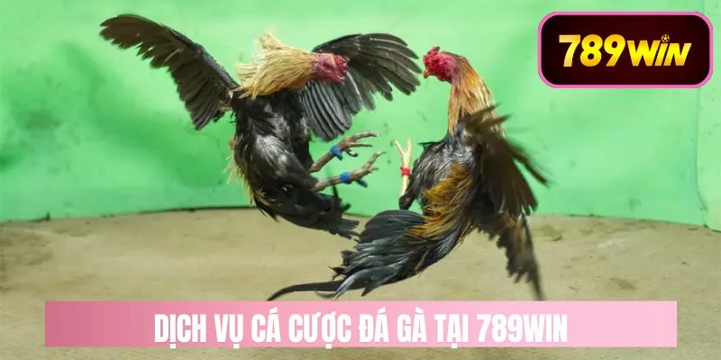 Dịch Vụ Game Cá Cược Đá Gà Online Tại Nhà Cái