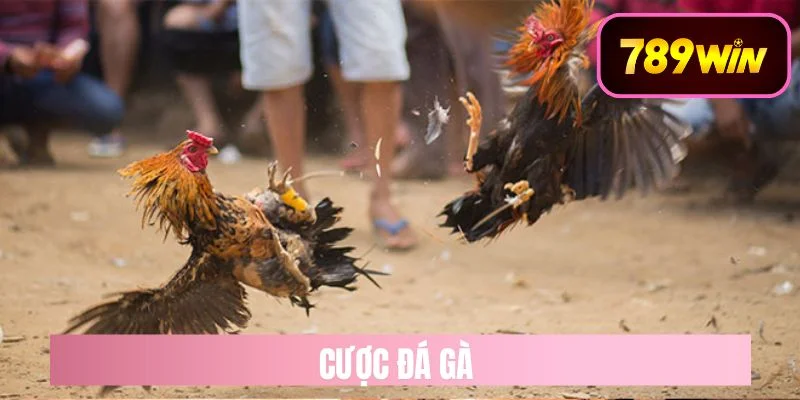 Cược đá gà